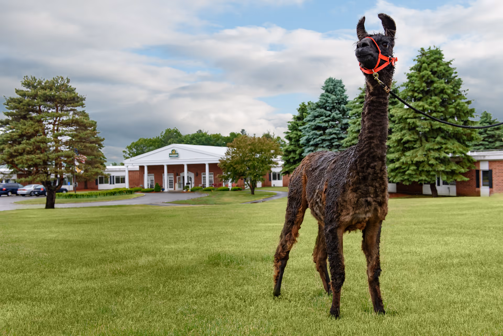 A dark brown llama with a red halter standing on a green lawn in front of a brick building with white columns and a sign that reads Life Care Center of Nashoba Valley. Trees and parked cars are visible around the building under a cloudy sky.