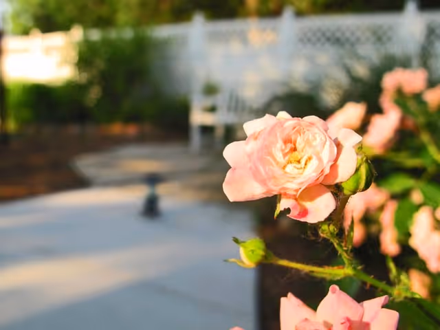 Close-up of a pink rose in a garden with a blurred bench and white fence in the background.