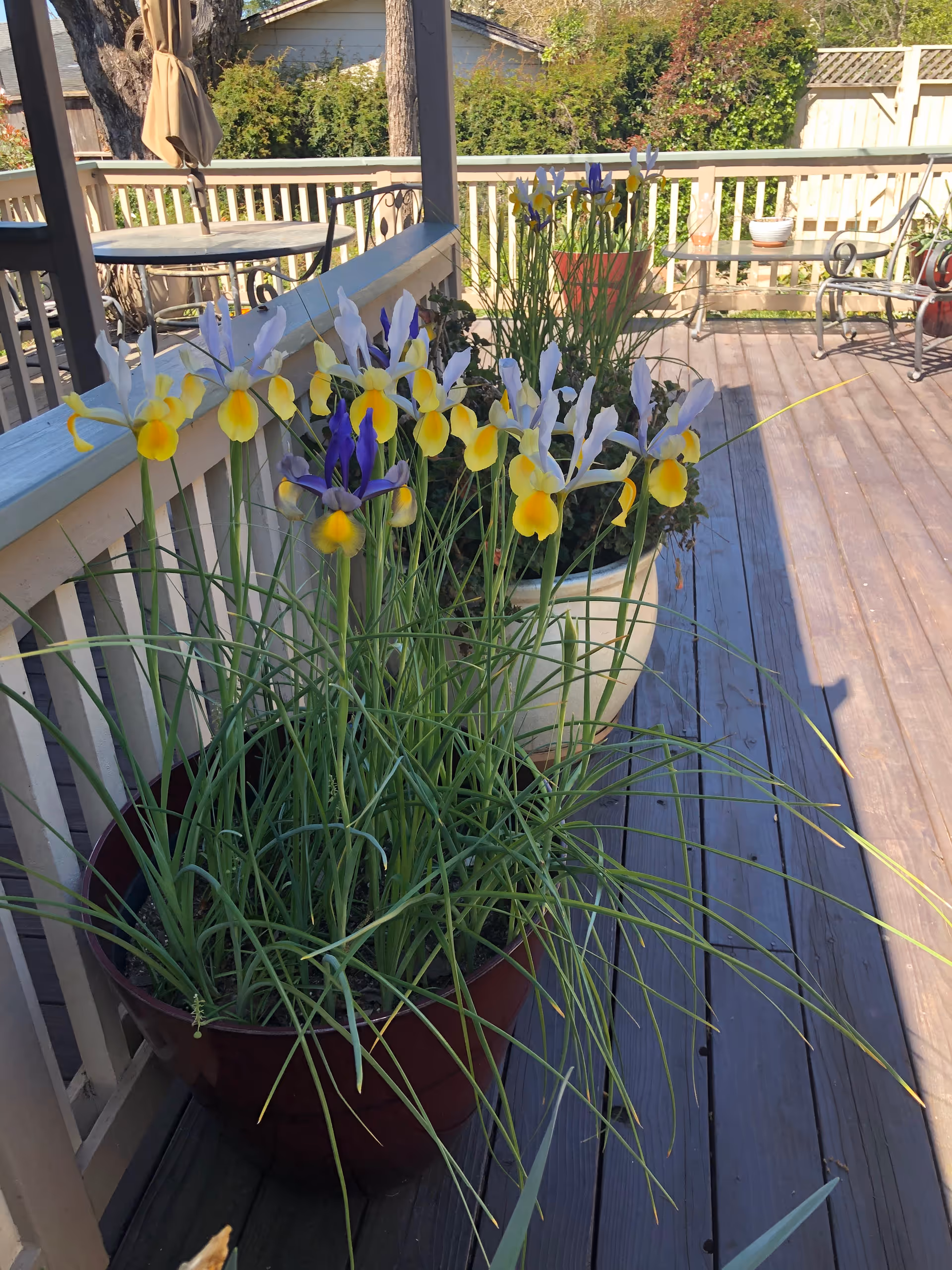 A wooden deck with potted plants featuring yellow and purple flowers placed along a white railing. There is outdoor furniture including a table and chairs in the background, with greenery and trees visible beyond the deck.