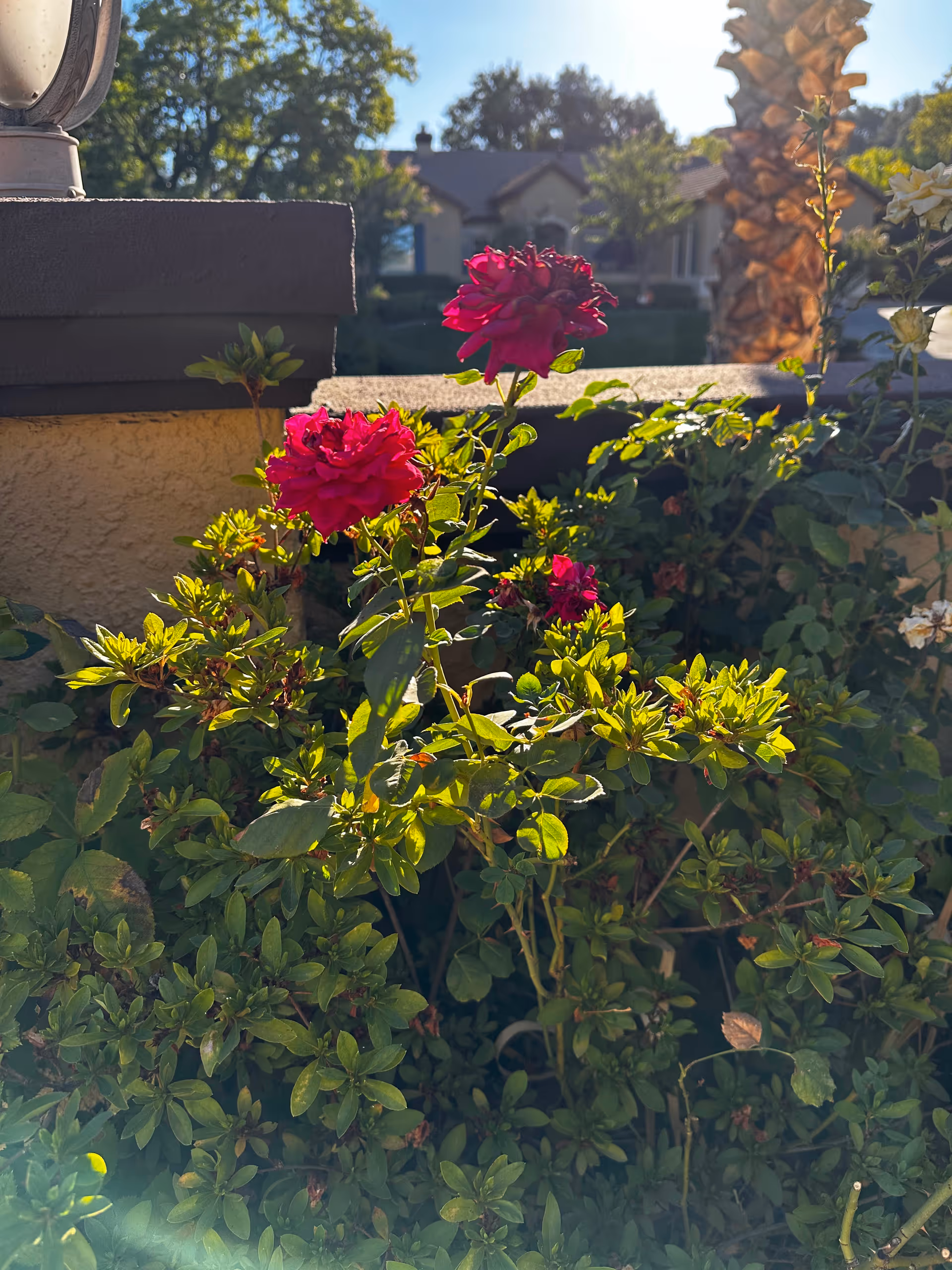 Close-up of vibrant red roses and green foliage in a garden area with a beige wall and a lamp post on the left. In the background, there is a palm tree and a residential-style building under a clear blue sky.