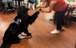 A large black therapy dog wearing a vest is sitting on the floor and giving its paw to a woman in a red sleeveless top who is holding a tennis ball. In the background, there are people sitting on chairs and a table with a colorful tablecloth.