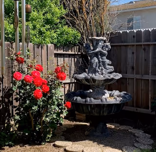 A garden area with a multi-tiered stone fountain featuring cherub statues, surrounded by a wooden fence. To the left of the fountain, there is a bush with vibrant red roses in bloom. The ground is covered with small stones and stepping stones are visible in front of the fountain.