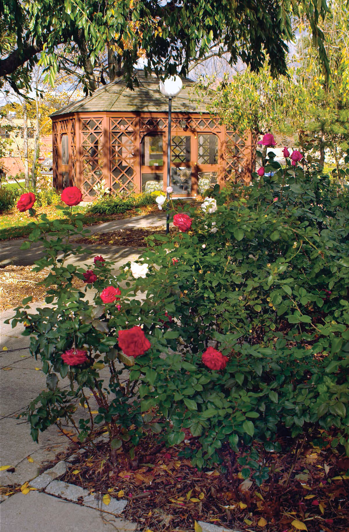 A wooden lattice gazebo in a landscaped garden with red and white roses and a paved walkway.