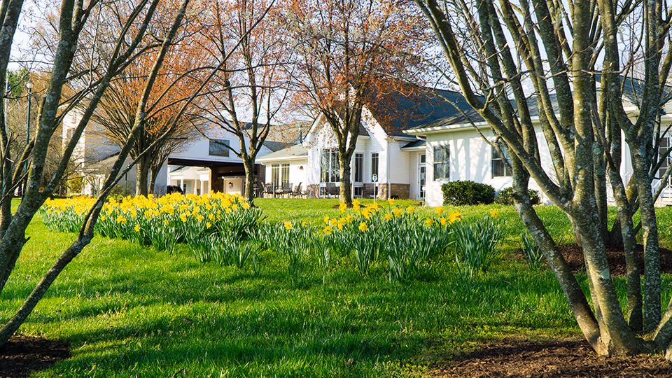 A bright outdoor scene at White Horse Village featuring a well-maintained lawn with blooming yellow daffodils, several leafless trees, and white residential buildings in the background under a clear sky.