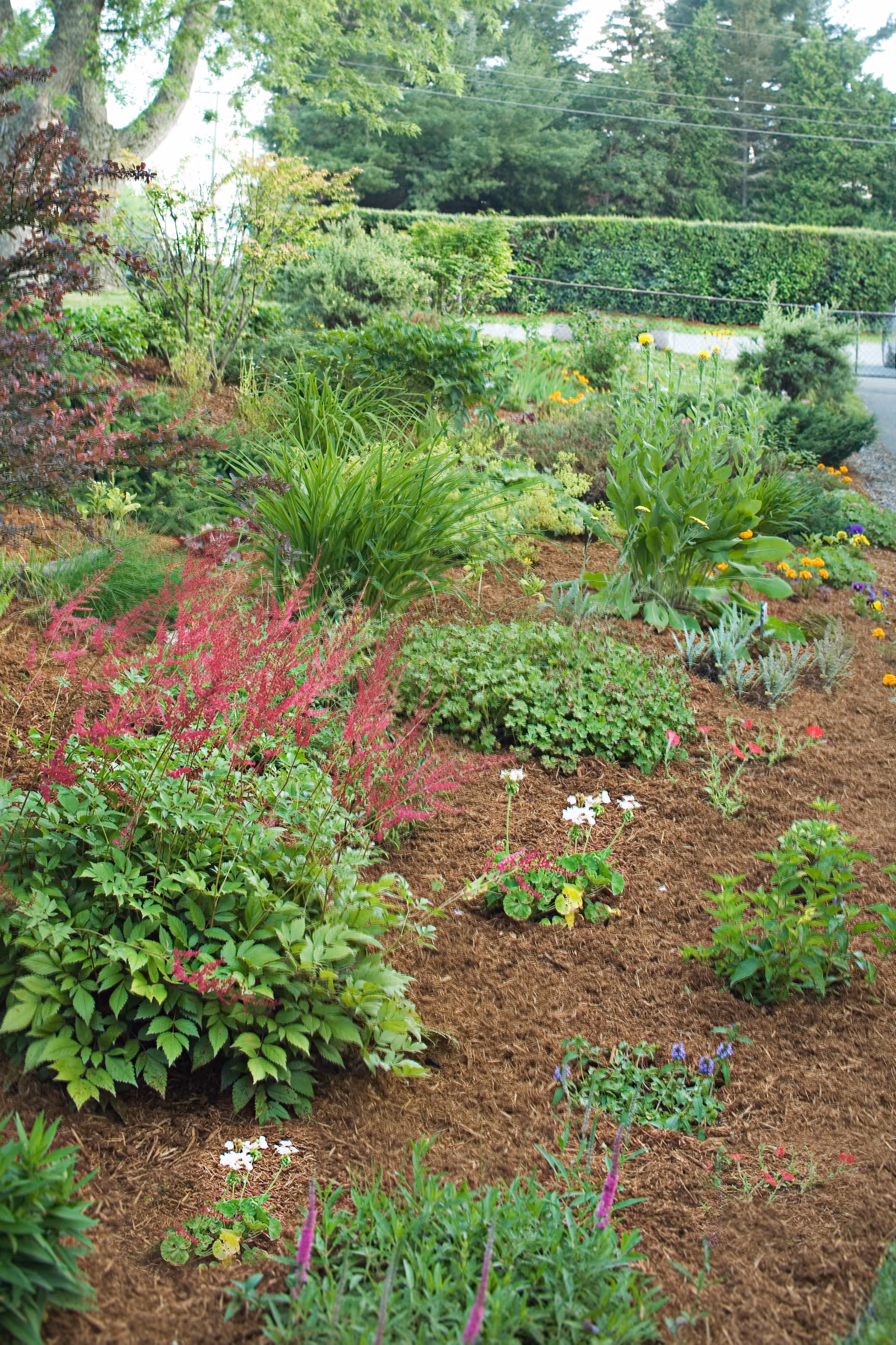 A lush garden area with various green plants, shrubs, and colorful flowers, bordered by a hedge and trees in the background.