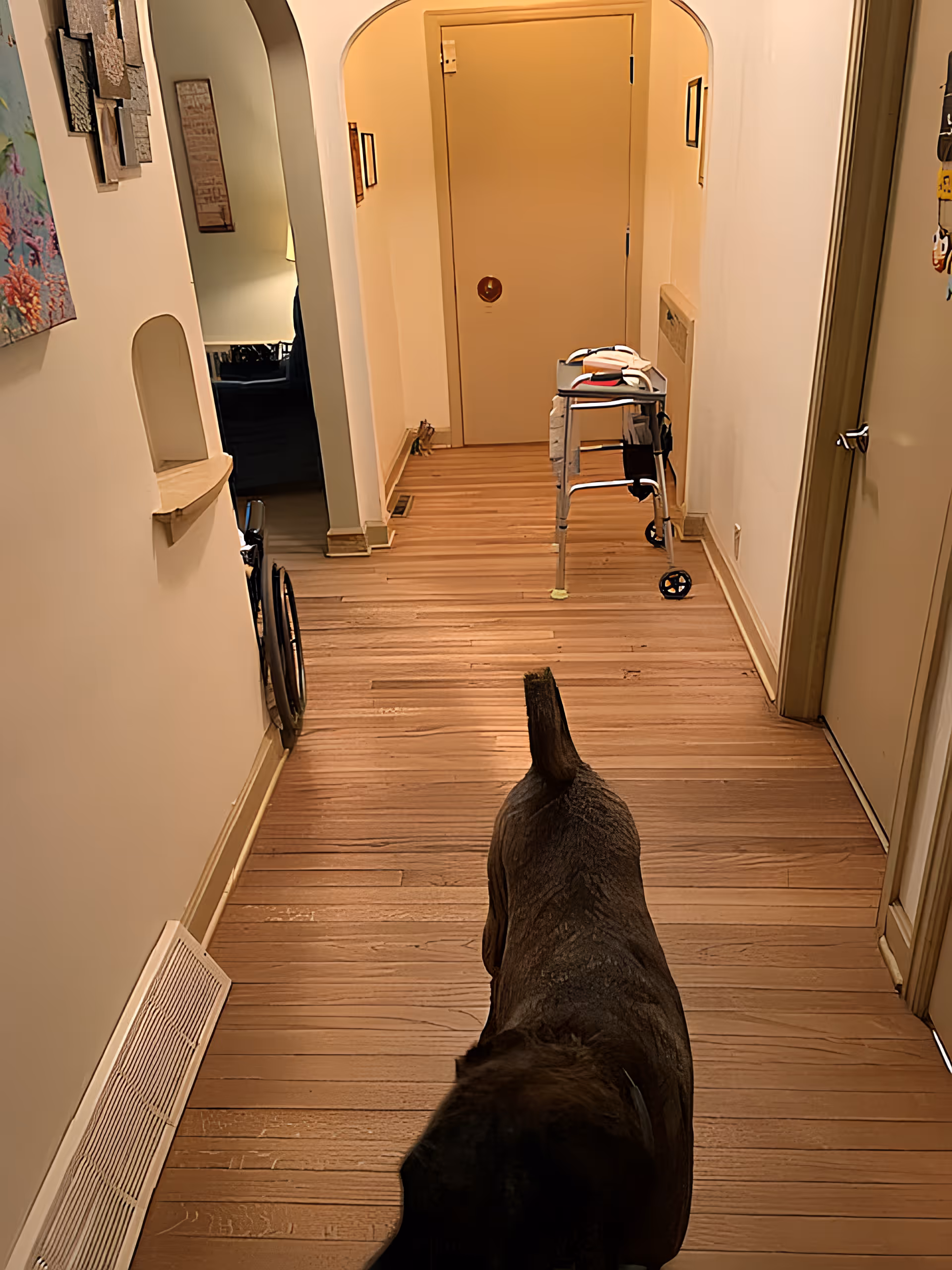 Hallway with hardwood floors showing a walker, a wheelchair against the wall, and a dog walking away toward a closed door.