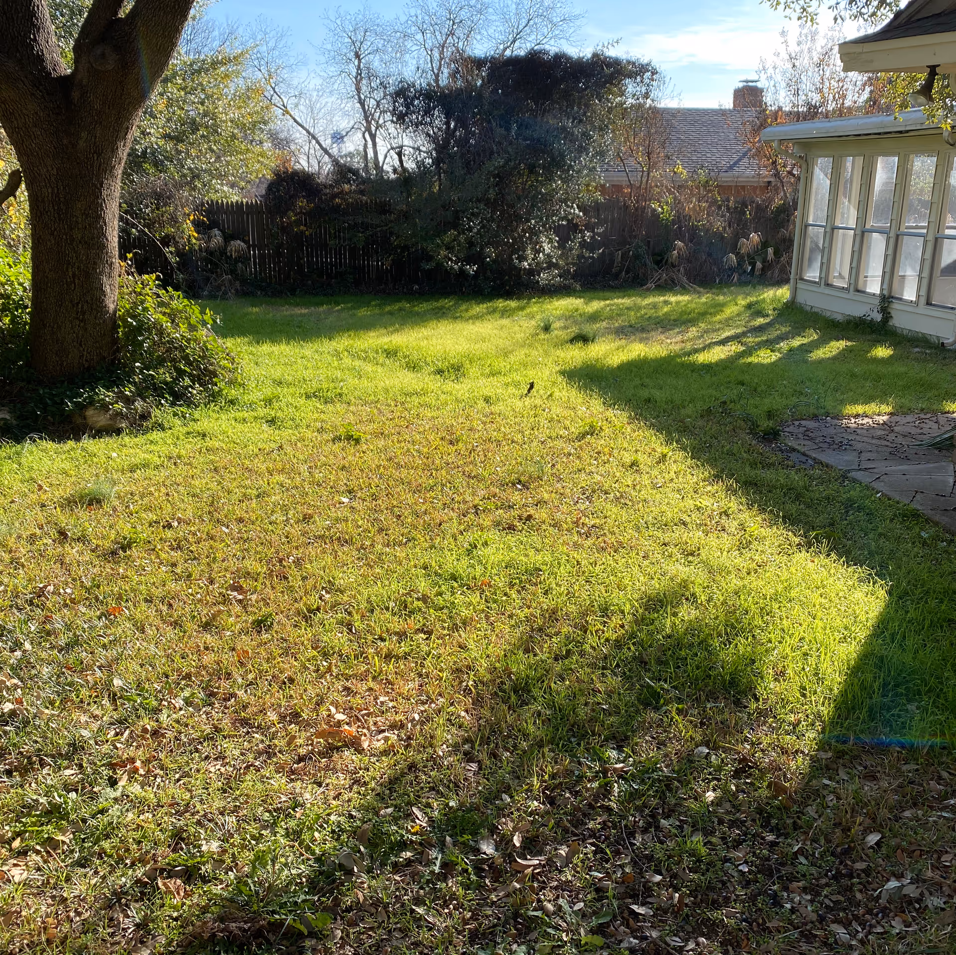 A sunny backyard with green grass, a large tree on the left, and a house with a sunroom on the right. There is a wooden fence and dense bushes in the background.