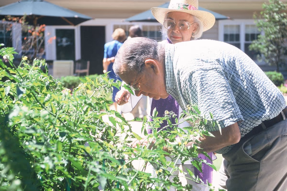 An elderly man and woman are outdoors in a garden area. The man is bending over, closely examining or tending to green plants, while the woman stands behind him wearing a hat and glasses, watching him. In the background, there are other people and a building with windows and umbrellas providing shade.