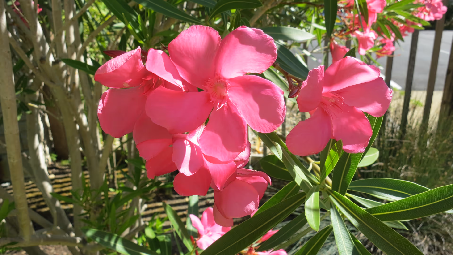 Close-up of bright pink flowers with green leaves and tree trunks in the background, outdoors in sunlight.