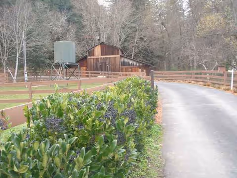 Rural driveway curves past a wooden fence toward a barn amid trees.