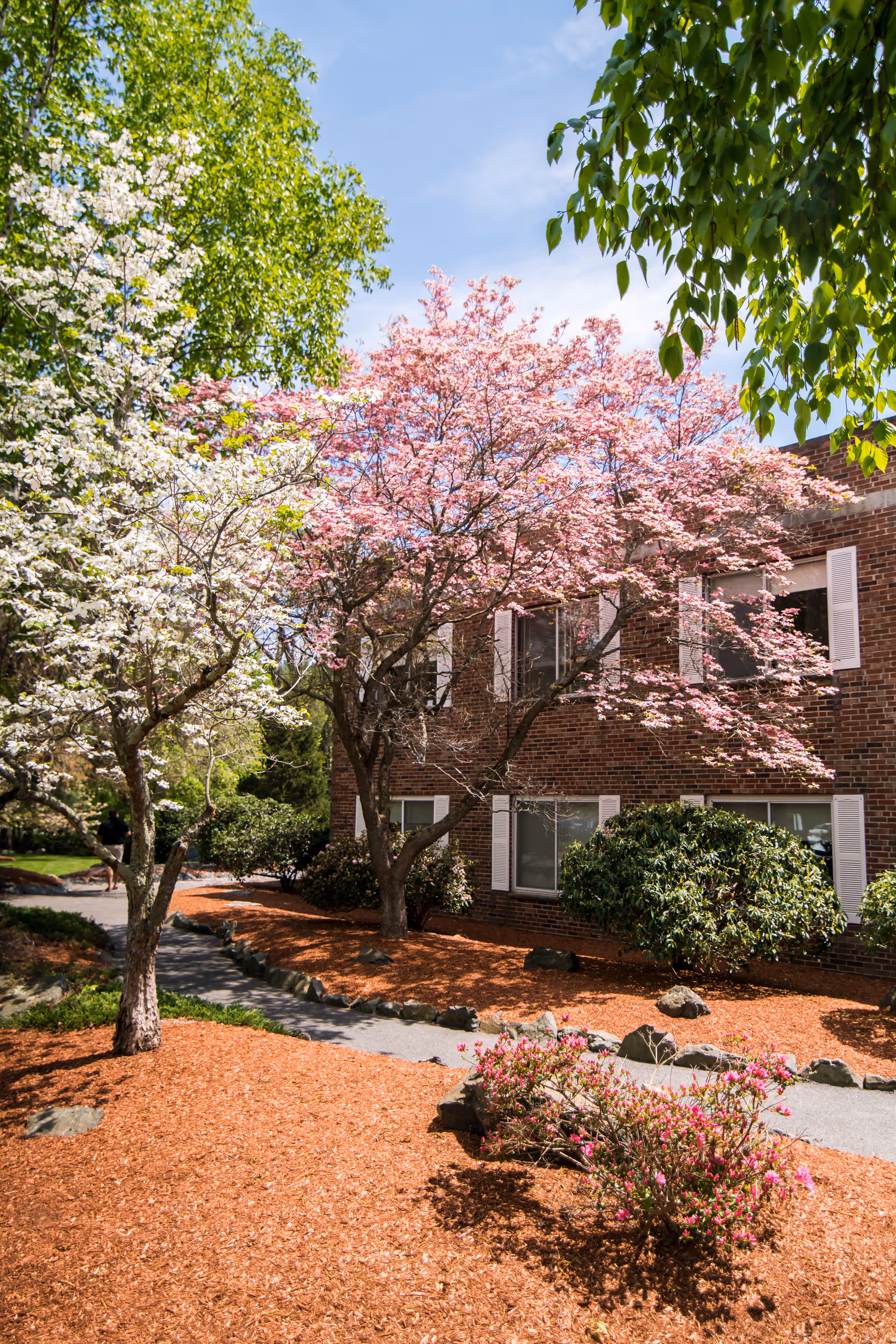A landscaped outdoor area at CareOne at Lexington featuring a paved walkway bordered by mulch and rocks, flowering trees with white and pink blossoms, green shrubs, and a brick building with white window shutters in the background under a clear blue sky.