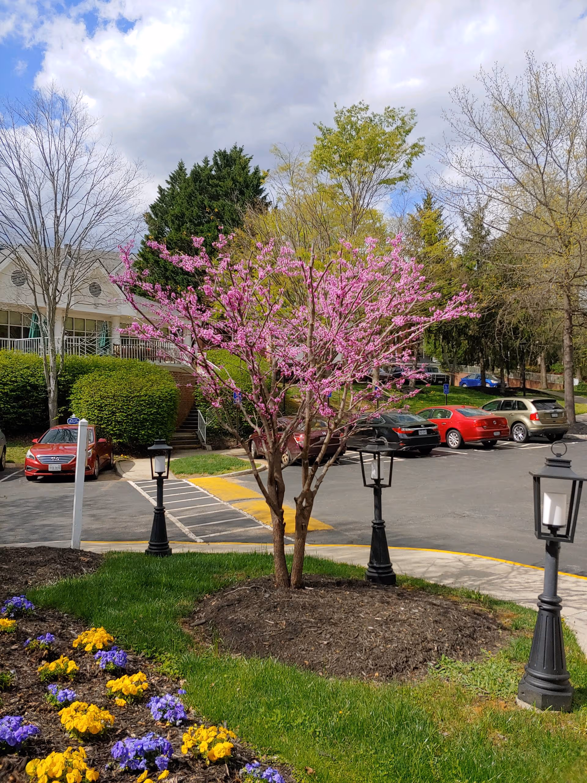 Blooming pink tree and flower beds in front of a senior living facility parking lot with lamp posts, parked cars, and a building in the background.
