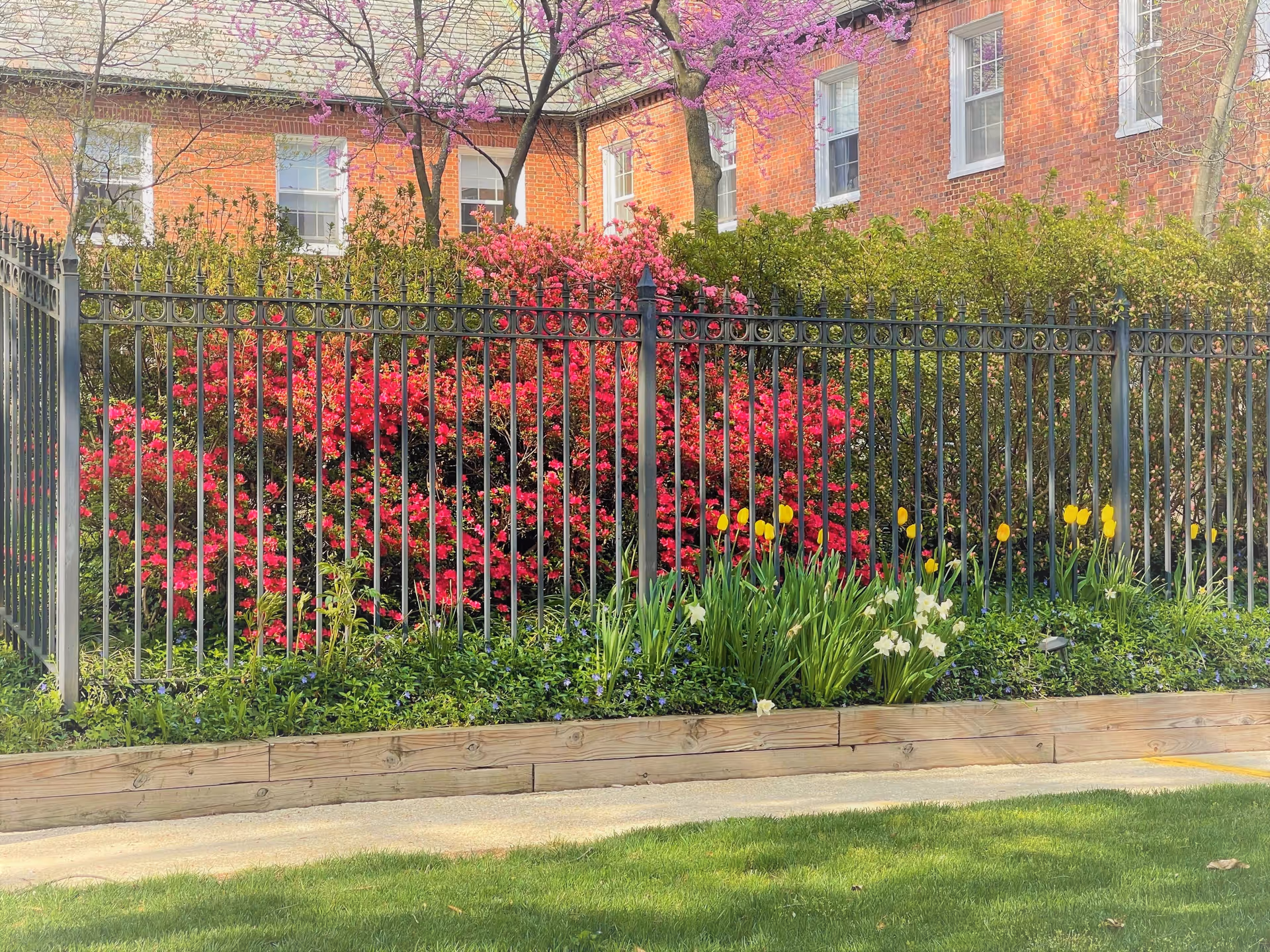 A garden area with a black metal fence in front of a brick building. The garden features vibrant red and pink flowering bushes, yellow tulips, white flowers, and green grass. Trees with pink blossoms are visible behind the fence.