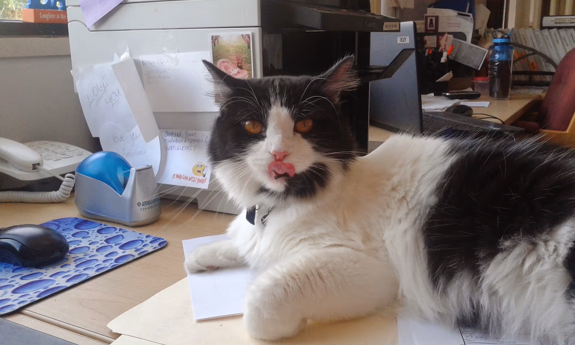 A black and white cat lying on a desk in an office setting. The desk has papers, a computer mouse on a blue mouse pad, a telephone, and a tape dispenser. In the background, there is a printer and various office supplies.