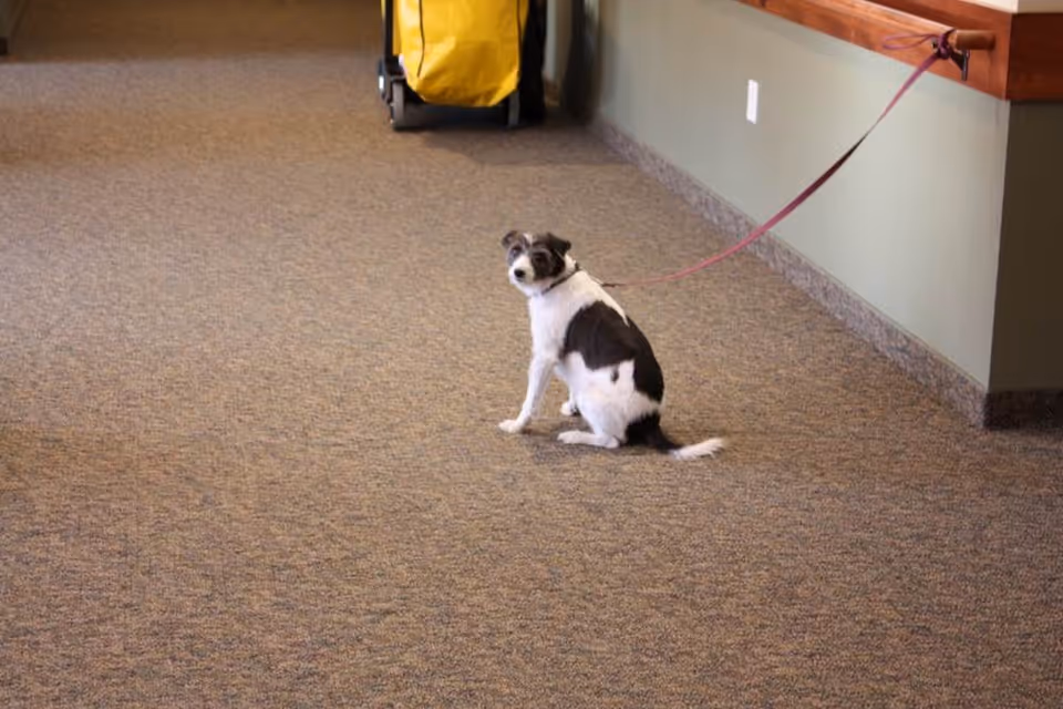 A small black and white dog sitting on a carpeted floor inside a building, tethered to a wall-mounted handrail by a pink leash. A yellow cleaning cart is visible in the background.