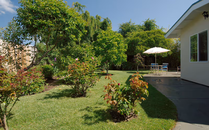 Sunlit backyard garden with lawn, rose bushes, trees and a patio with a table, chairs and umbrella beside a white house.