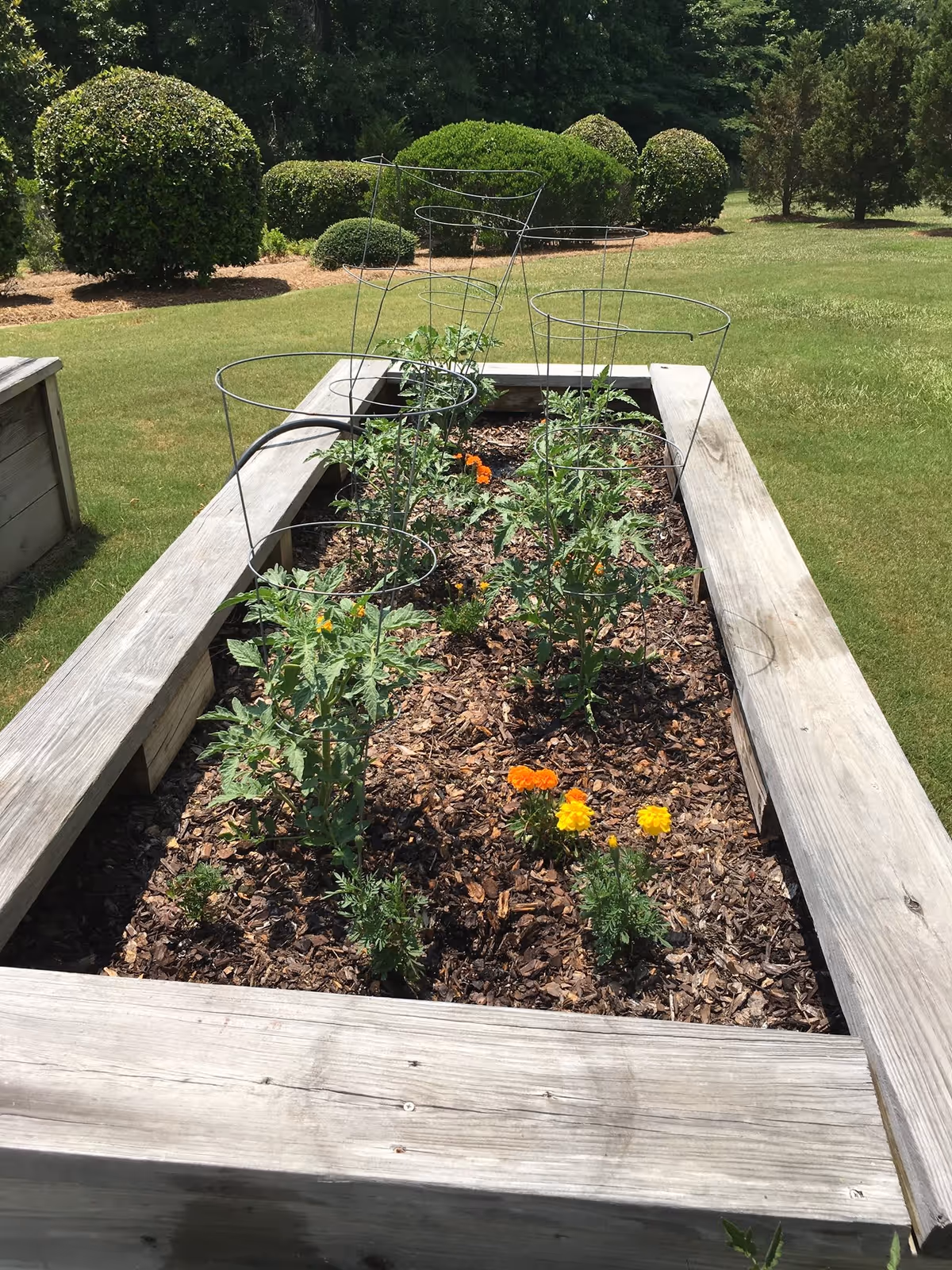 Raised wooden garden bed with young plants, tomato cages, and marigold flowers on a lawn with trimmed shrubs in the background.
