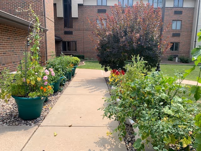 Concrete walkway through a courtyard bordered by potted flowering plants and shrubs in front of a brick apartment building.