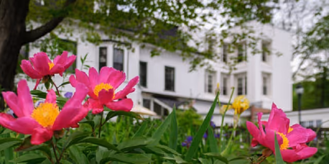 Close-up of vibrant pink flowers with yellow centers in a garden, with a white multi-story building and green trees in the background.