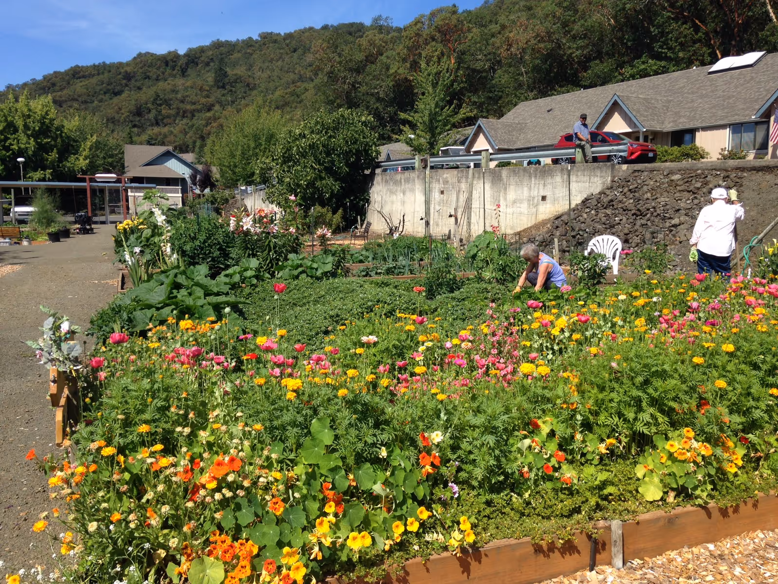 A vibrant garden with colorful flowers and green plants in raised wooden beds. Two people are tending to the garden, one bending down and the other standing. In the background, there are houses, a concrete wall, a parked red car, and a wooded hillside under a clear blue sky.