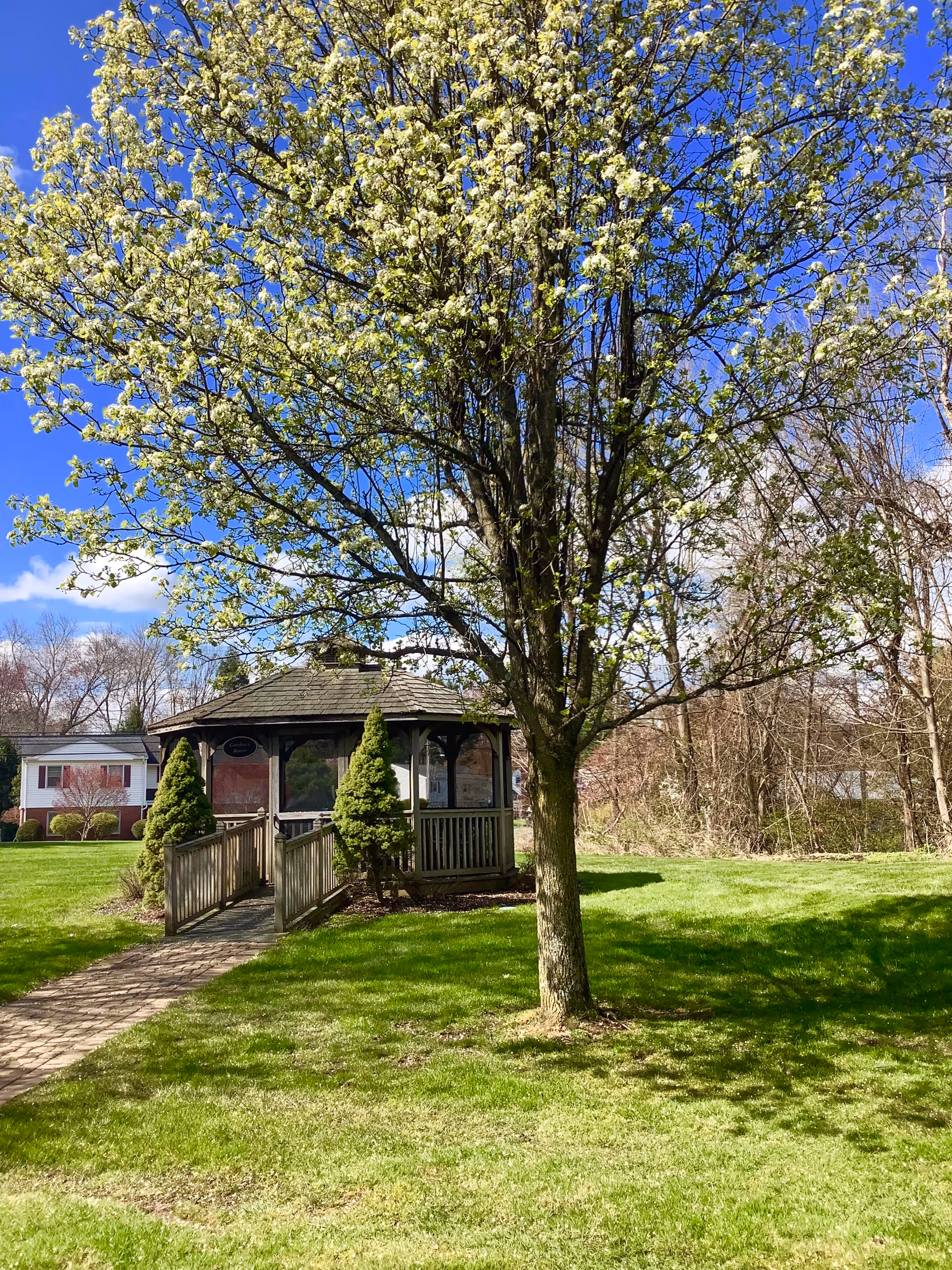 A wooden gazebo on a green lawn beneath a flowering tree under a bright blue sky.