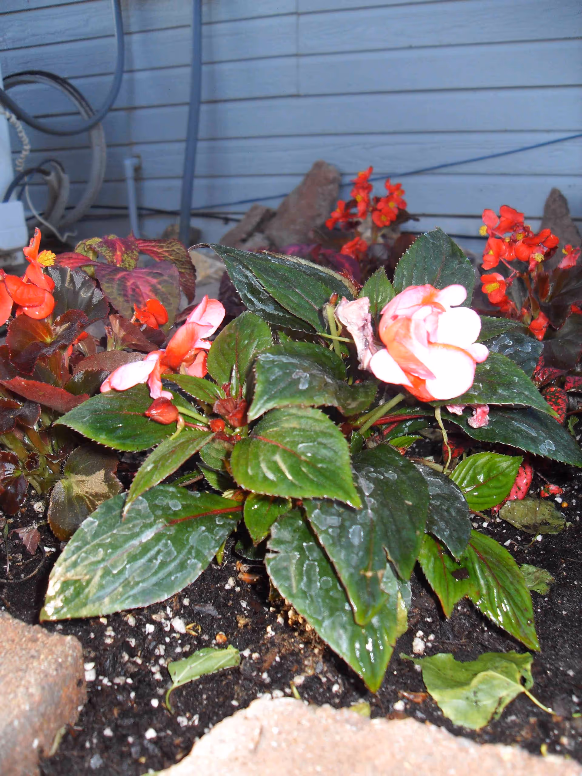 Close-up view of a flower bed with green leaves and pink and red flowers, surrounded by soil and bordered by stones, with a light blue wall and some pipes in the background.