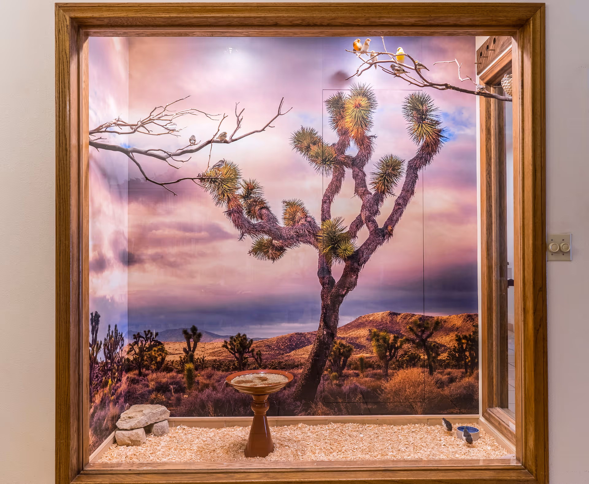 A framed indoor display resembling a desert scene with a large mural of a Joshua tree and desert landscape at sunset. The display includes a small birdbath on a pedestal, wood shavings on the floor, a few rocks, and several small birds perched on branches and near the birdbath. The frame is wooden and the display is set against a beige wall.