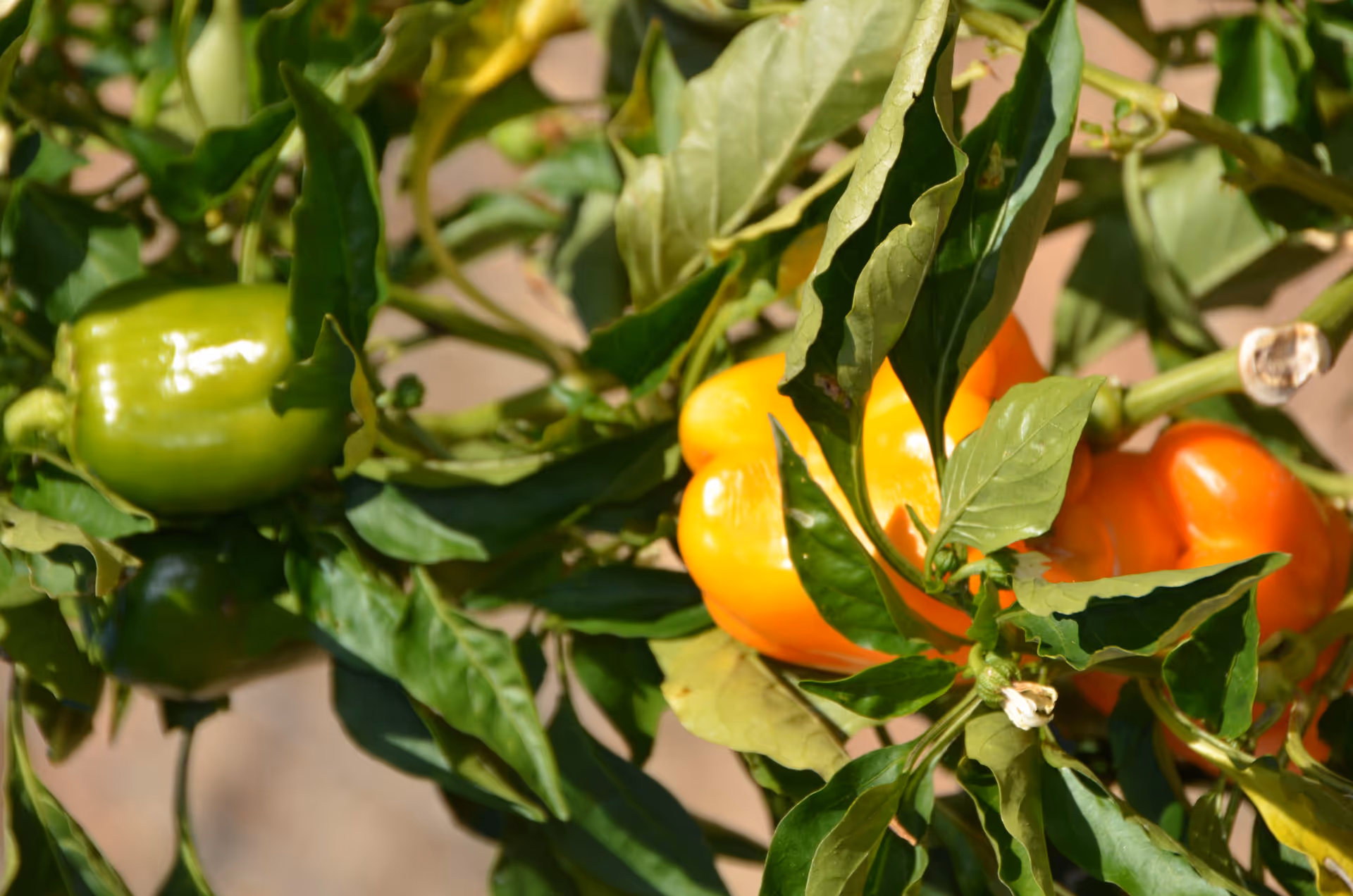 Close-up of green and orange bell peppers growing on a plant with green leaves in an outdoor garden setting.