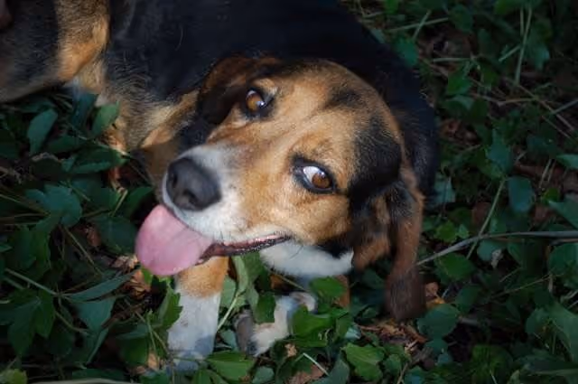 A beagle-like dog lying in green foliage with its tongue out, looking up.