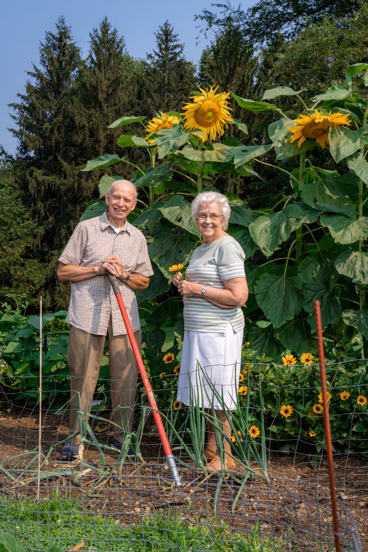 An elderly man and woman standing in a garden with tall sunflowers and other plants. The man is holding a gardening tool with a red handle, and the woman is holding a small sunflower. Both are smiling and appear to be enjoying the outdoor setting.