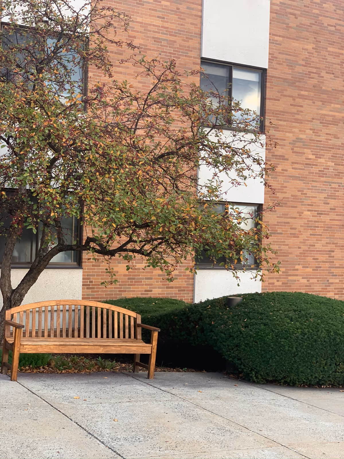 A wooden bench sits on a sidewalk in front of a brick building beside a tree and trimmed bushes.