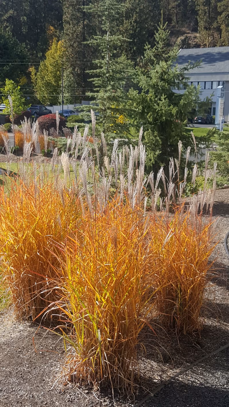 Outdoor garden area with tall ornamental grasses that have orange and yellow hues, surrounded by other green trees and shrubs. A building and parked cars are visible in the background.