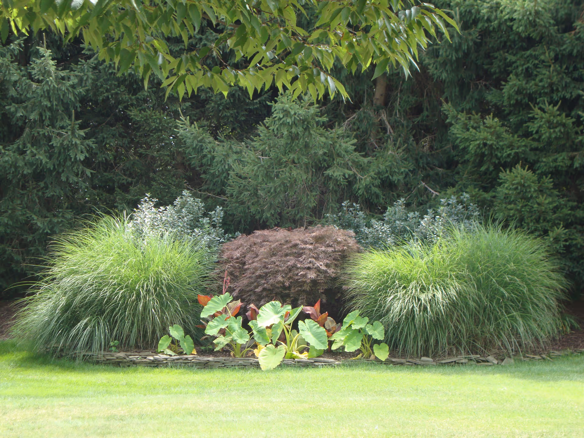 A landscaped garden area with various green plants and shrubs, including tall ornamental grasses, leafy plants with broad leaves, and a small reddish bush in the center, set against a backdrop of dense evergreen trees.