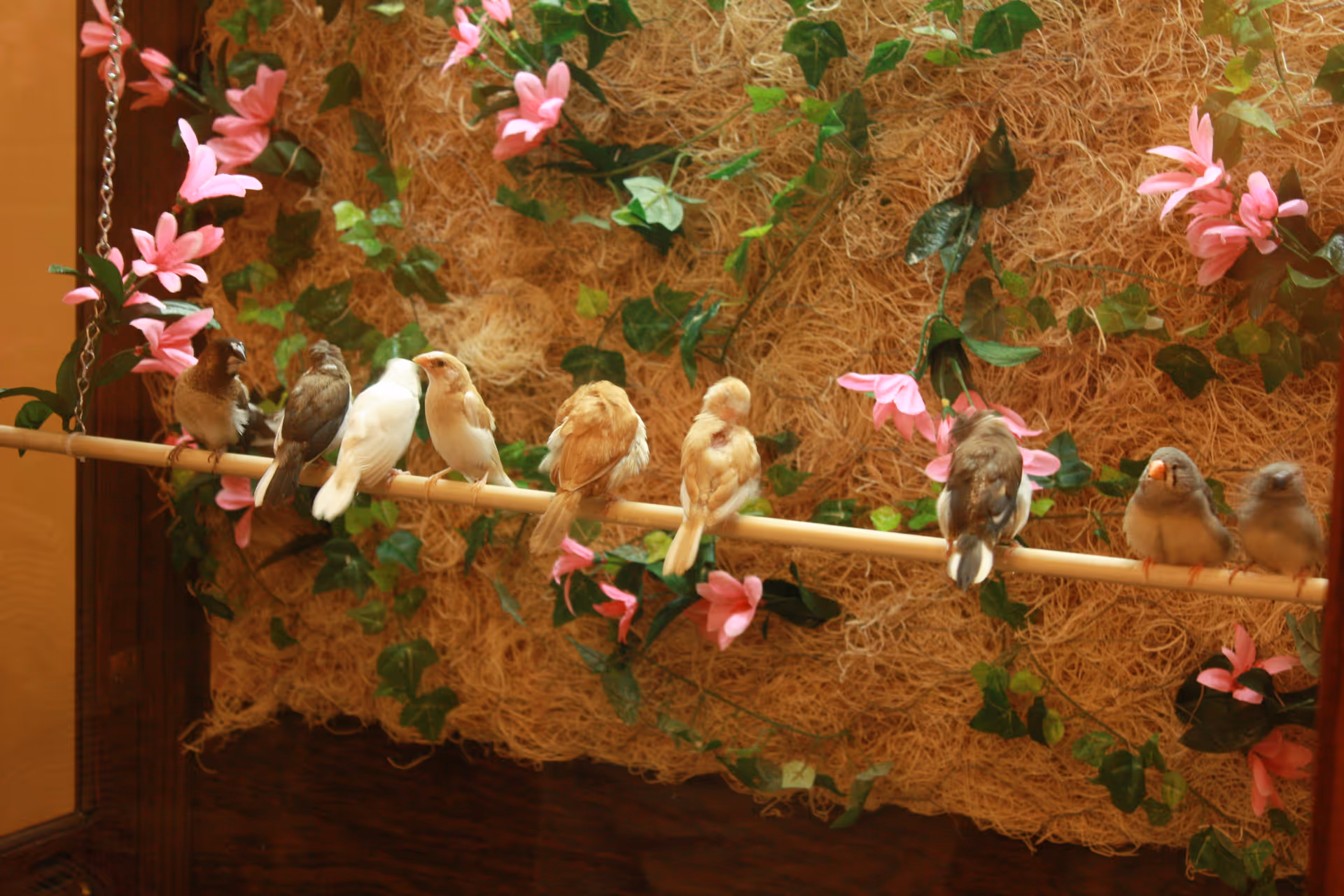 A row of small birds perched on a wooden rod in front of a decorative background with green ivy leaves and pink flowers.