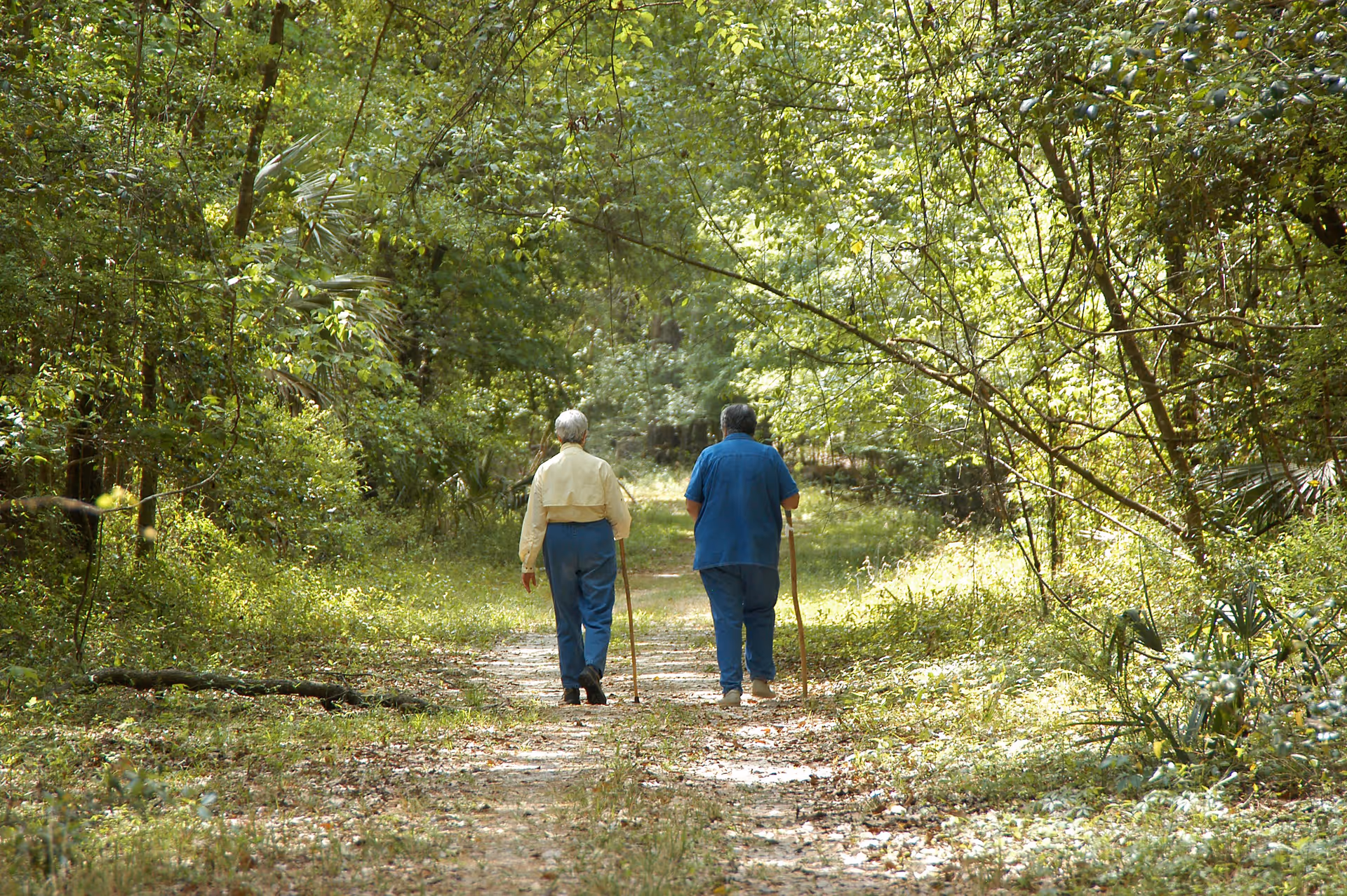 Two older adults walking away down a sunlit wooded trail, each using a walking stick.