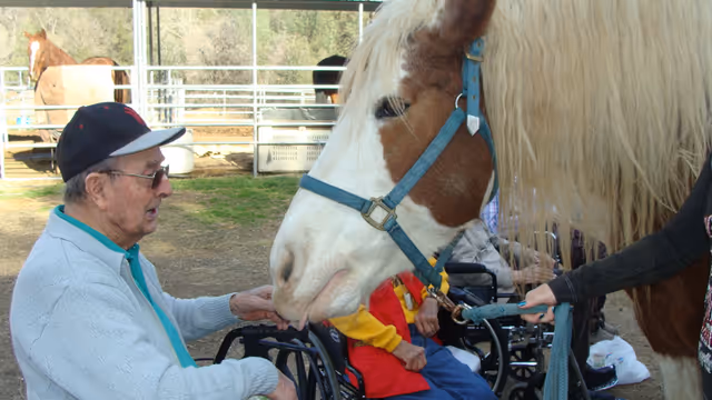 An elderly man in a wheelchair wearing a black cap and light blue sweater is feeding a large white and brown horse with a blue halter. Other elderly individuals in wheelchairs and a person holding the horse's lead rope are visible in the background, outdoors in a fenced area with another horse in the distance.