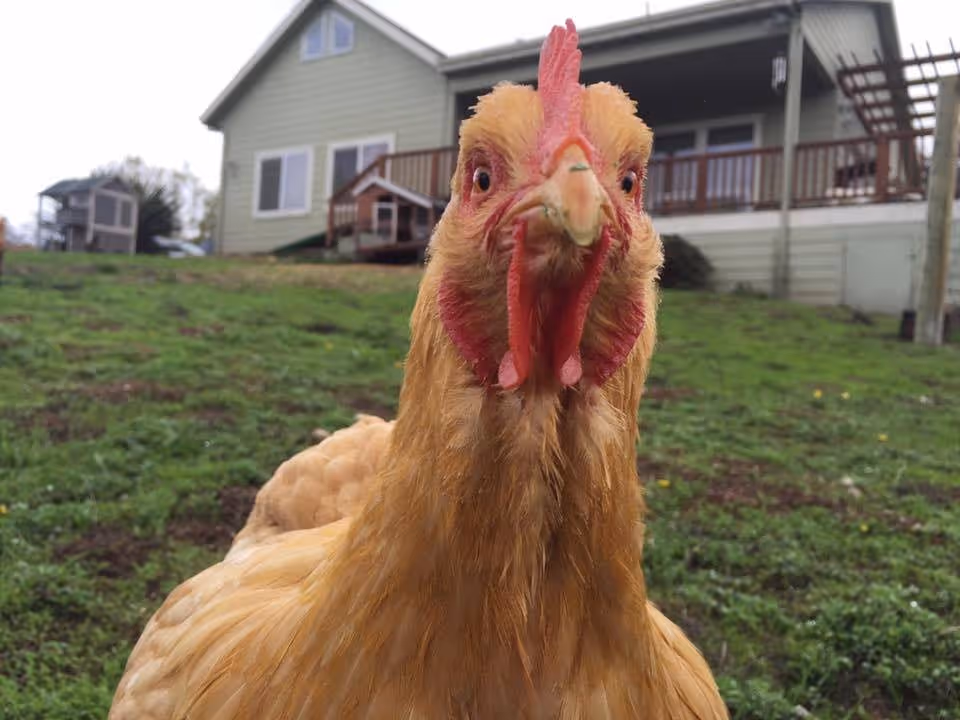 Close-up of a light brown chicken standing on green grass with a house and porch in the background.