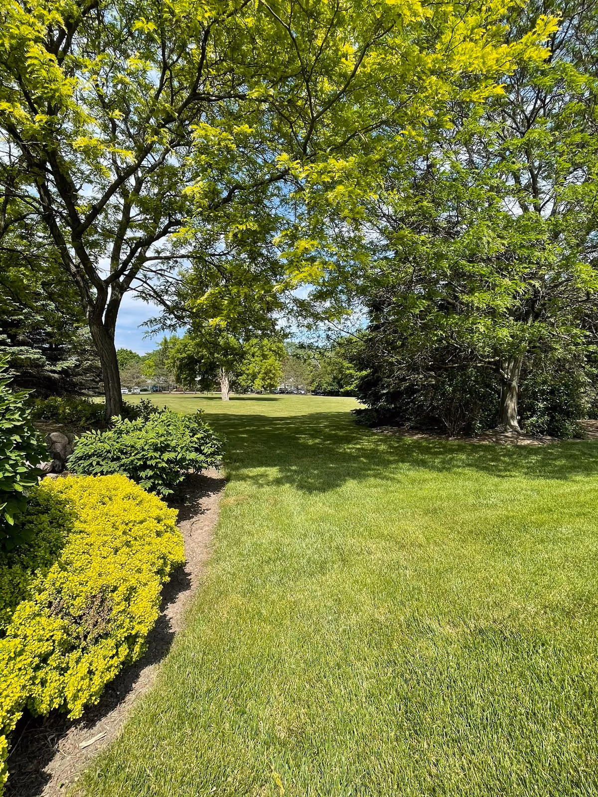 Sunlit grassy lawn bordered by shrubs and large leafy trees in a landscaped outdoor area.