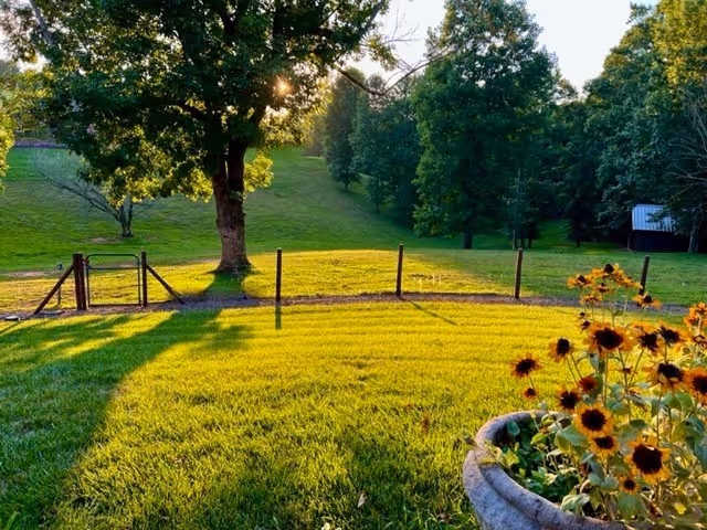 A sunlit grassy yard with a large tree casting long shadows, a wooden fence with a gate, and a flower pot filled with blooming sunflowers in the foreground. The background shows a gently sloping hill with more trees and a small shed.