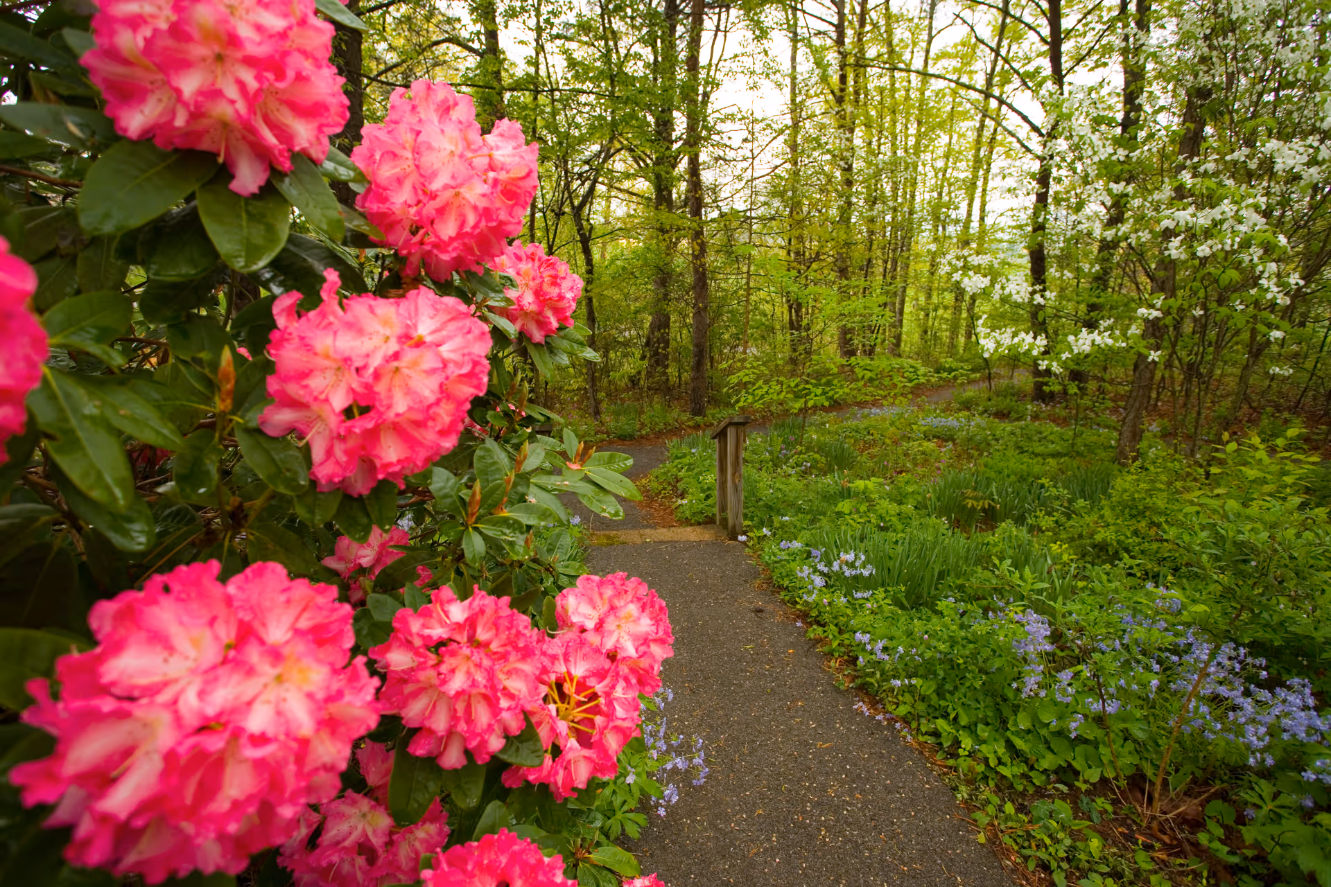 A garden path winding through a wooded area with bright pink rhododendron blooms in the foreground.