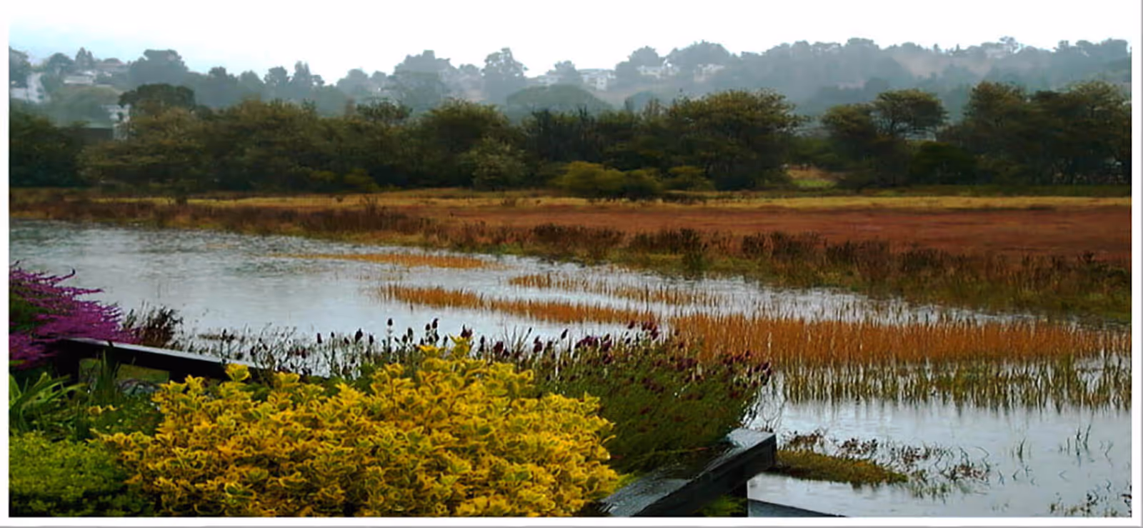 A scenic view of a wetland area with water, tall grasses, and various shrubs and plants in the foreground. Trees and a hazy sky are visible in the background.