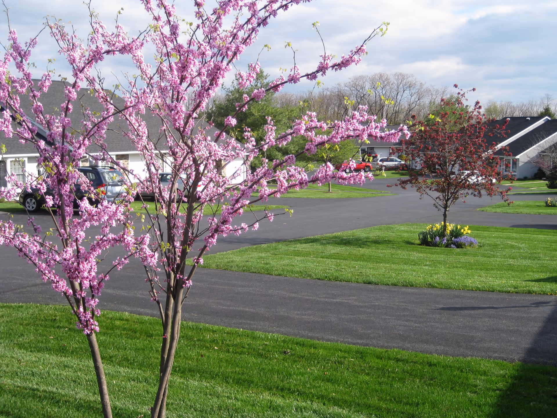 A landscaped outdoor area at EverTrue Cumberland Crossings featuring blooming pink and red flowering trees, neatly mowed green grass, paved driveways, and residential buildings in the background under a partly cloudy sky.