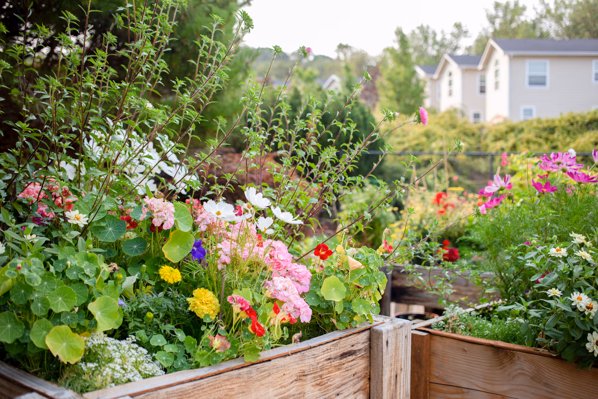 A vibrant garden with a variety of colorful flowers including white, pink, yellow, red, and purple blooms growing in wooden raised garden beds, with greenery and residential buildings in the background.
