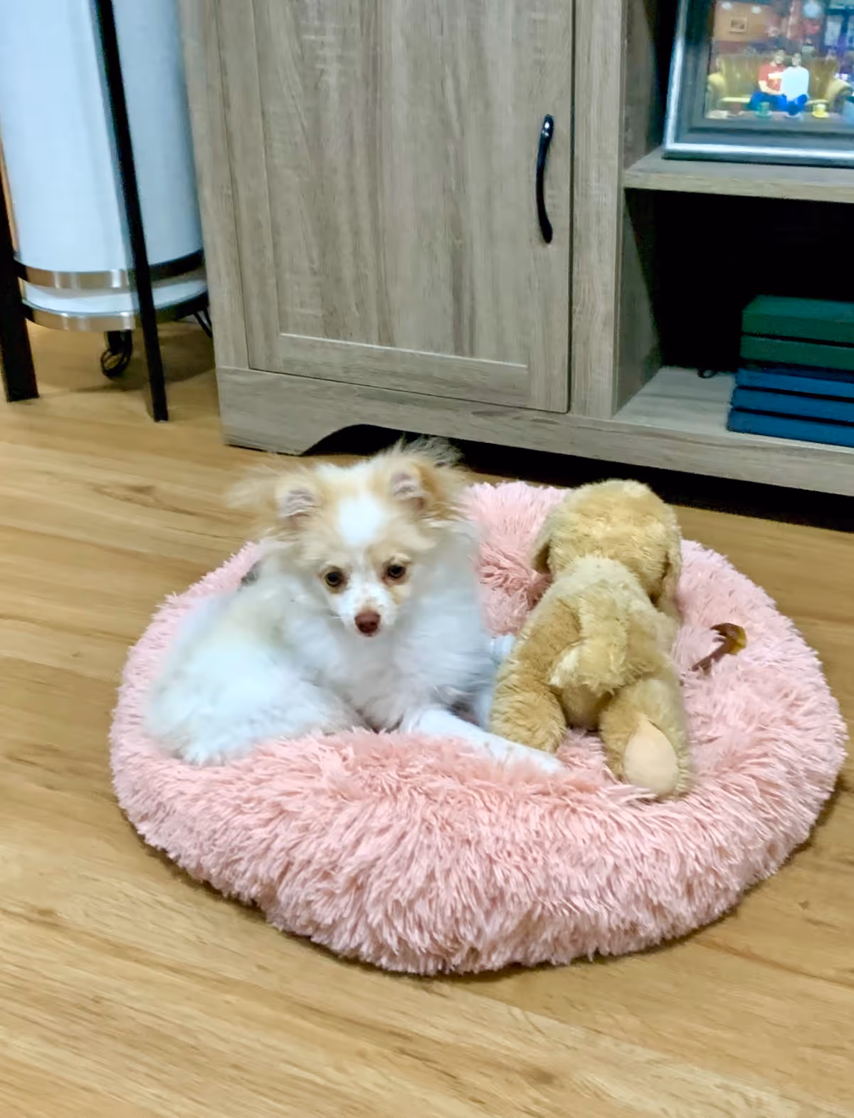 A small white and tan dog lying on a fluffy pink pet bed next to a light brown stuffed animal, placed on a wooden floor in front of a wooden cabinet with shelves containing books and a framed photo.