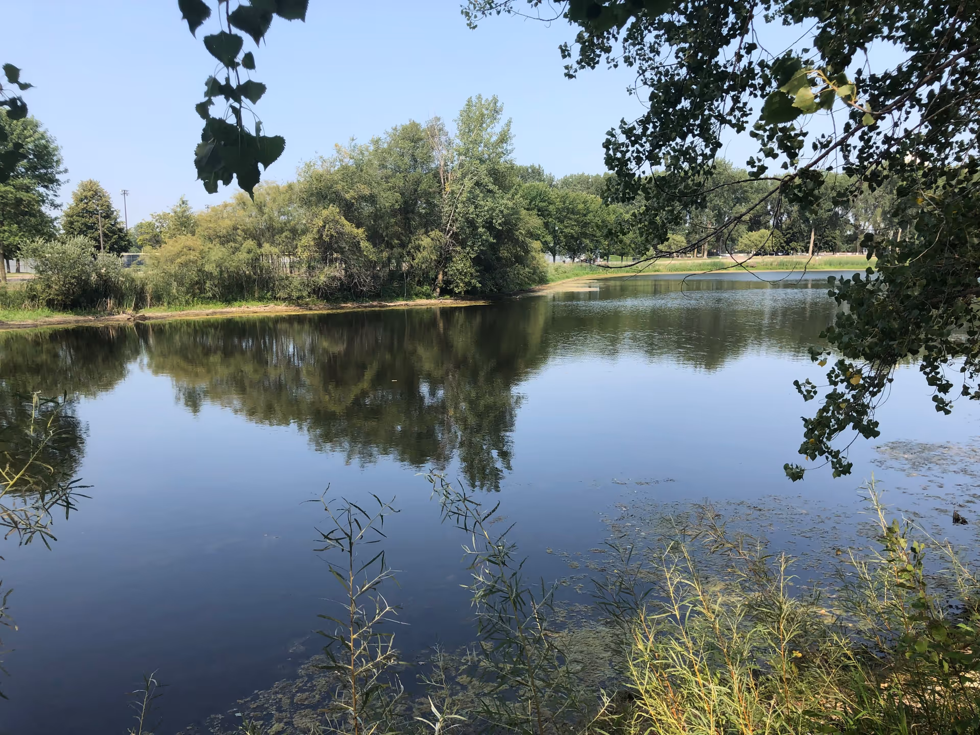 A calm pond surrounded by green trees and vegetation under a clear blue sky, with reflections of the trees visible in the water.