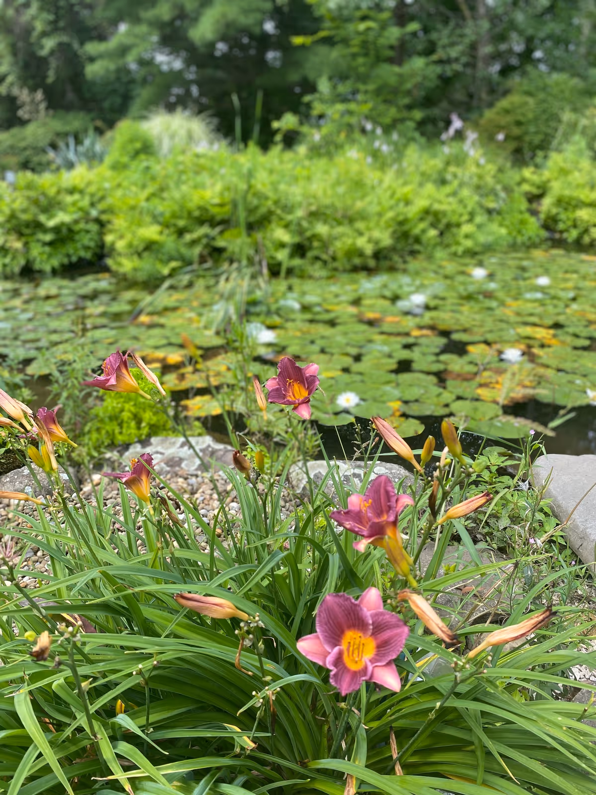 A garden scene featuring blooming purple and yellow daylilies in the foreground, with a pond covered in green lily pads and white water lilies in the background, surrounded by lush greenery.