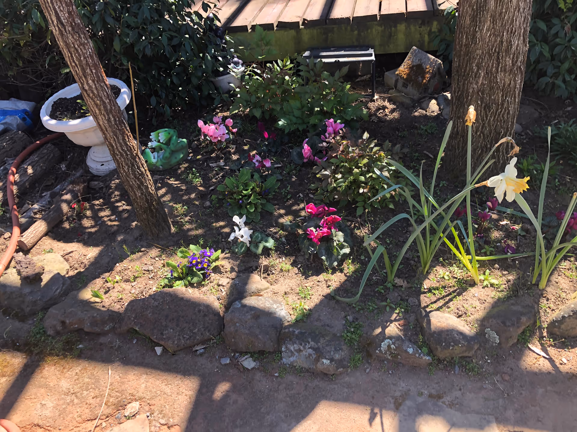A small garden area with various flowering plants including pink, purple, and white flowers. There are two tree trunks, a white birdbath, a green frog garden ornament, and a wooden deck in the background. The garden is bordered by rocks and there is a garden hose coiled on the left side.