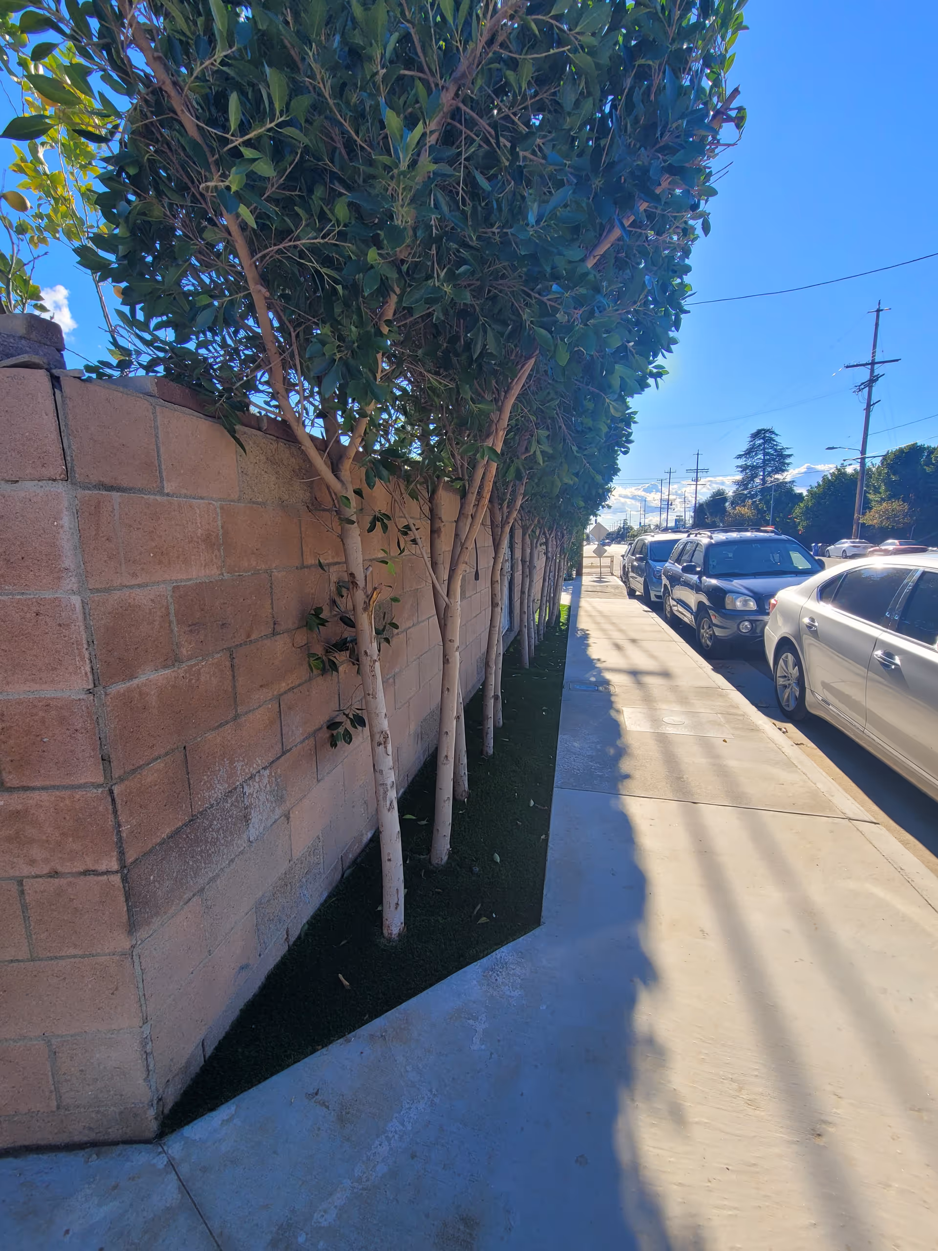 Sidewalk next to a brick wall with a row of small trees planted in a narrow strip of soil. Several parked cars line the street on the right side under a clear blue sky.