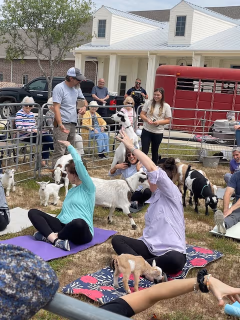 People practicing goat yoga on mats outdoors among several goats while seated residents watch from behind a metal fence in front of a residential building.