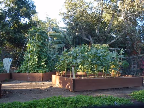 Raised wooden garden beds with leafy tomato plants sit in a fenced outdoor yard.